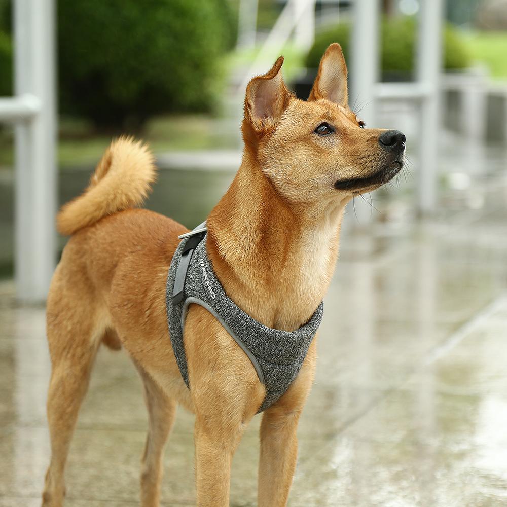 Instachew PETKIT Air Pro Dog Harness